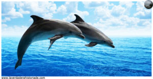 La verdadera historia de los Delfines