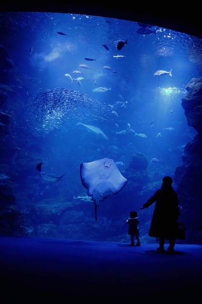 La verdadera historia de Buscando a Dory