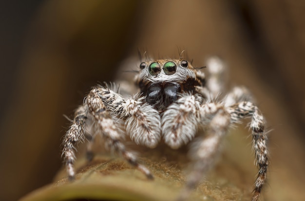 Asombrosa revelación: el verdadero origen del Hombre Araña