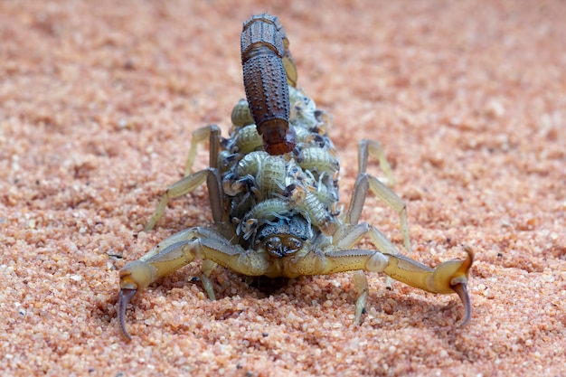El pasado oculto de Scorpion: revelaciones sorprendentes sobre su verdadera historia