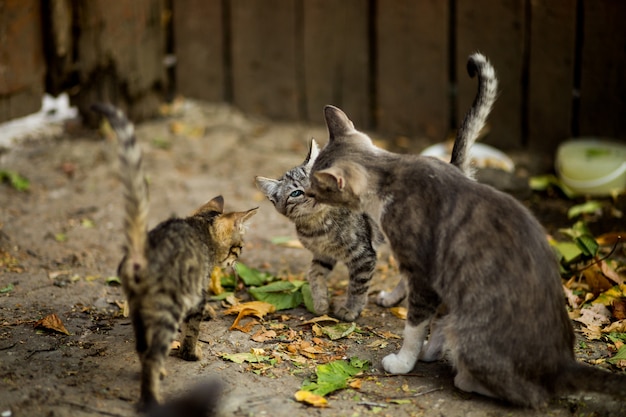 El sorprendente relato detrás de Don Gato y su grupo de amigos felinos