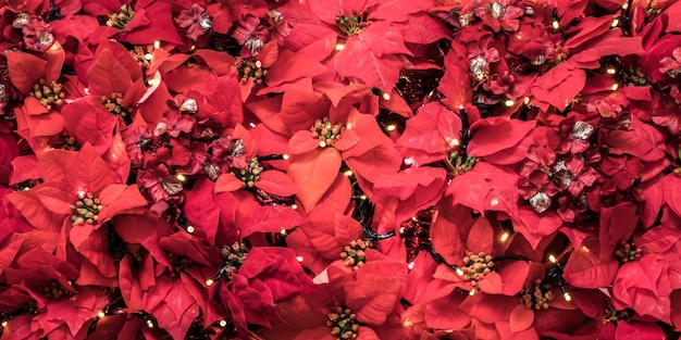 La asombrosa verdad detrás de la flor que ilumina la Navidad