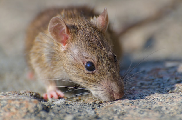 La aterradora verdad detrás de la leyenda de Suicide Mouse