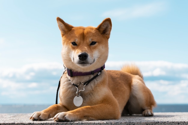 La emotiva y conmovedora historia detrás del perro más leal de todos los tiempos: Hachiko.