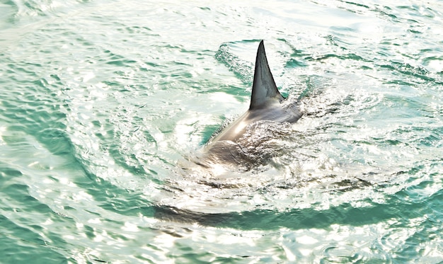 La fascinante crónica detrás de la foto viral de un tiburón que no podrás dejar de leer.