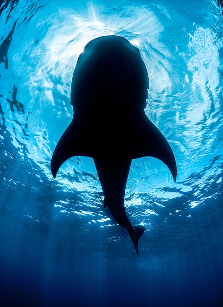 La impactante narrativa detrás de la Orca Willy que no conocías