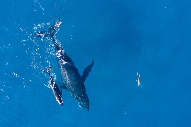 La impactante verdad detrás de la Ballena Azul que te dejará sin aliento