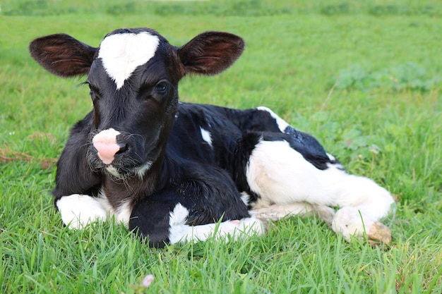 La impactante verdad detrás de la amistad entre la Vaca y el Pollito