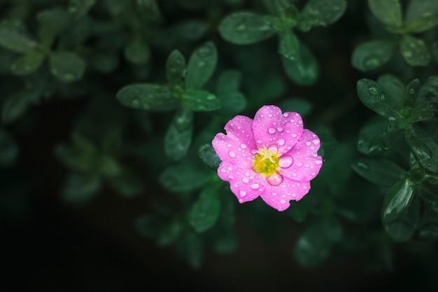 La impactante verdad detrás del éxito musical Su Florcita