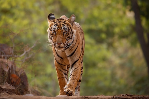 La impactante y desconocida historia del Tigre de Santa Julia que te dejará sin aliento
