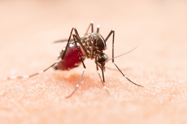 La sorprendente verdad detrás de la epidemia de Chikungunya que te dejará sin aliento