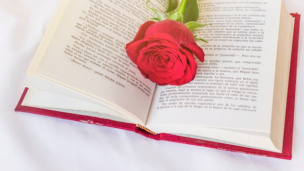 La sorprendente verdad detrás de las trece rosas que no te contaron en la escuela.