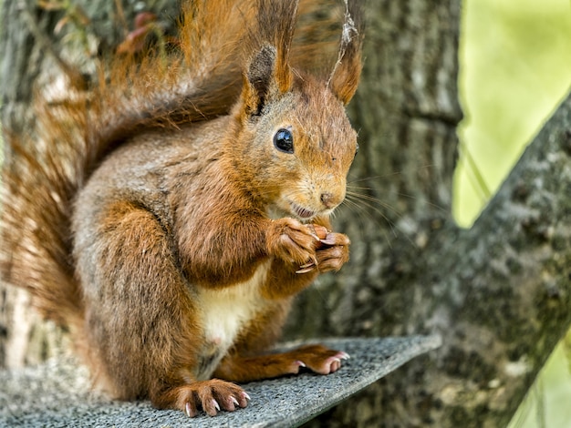 La verdadera historia de Alvin y las Ardillas