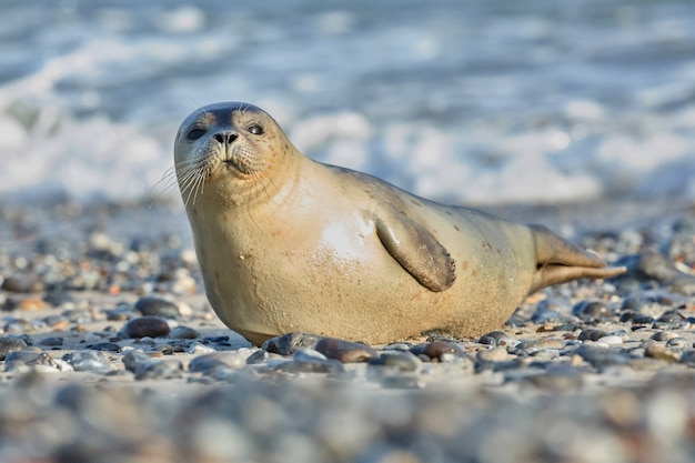 La verdadera historia de Barry Seal