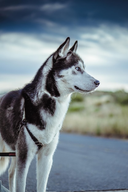 La verdadera historia de Bluey
