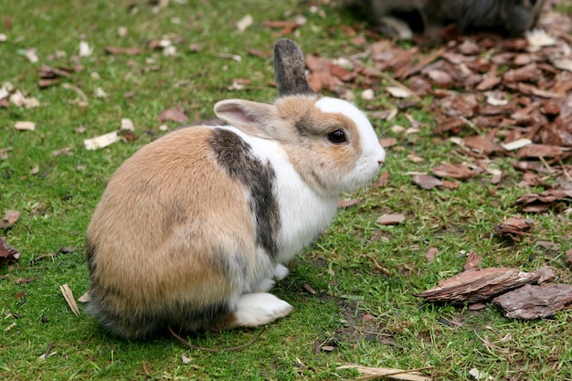 La verdadera historia de Bunnicula