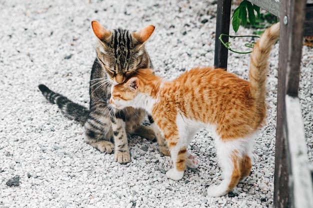La verdadera historia de Don Gato y su Pandilla