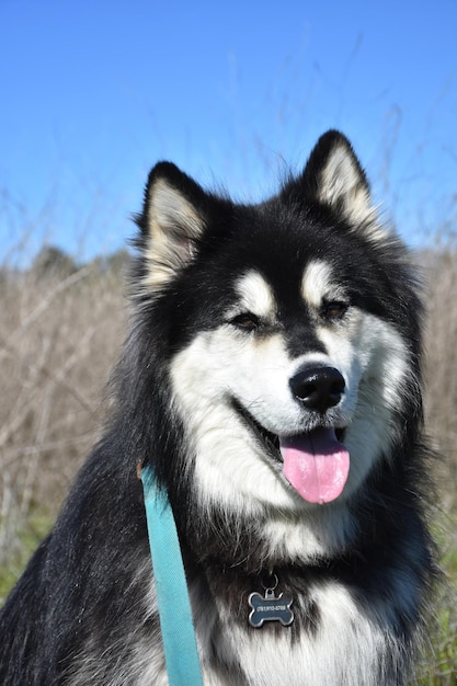 La verdadera historia de Hachiko el perro fiel