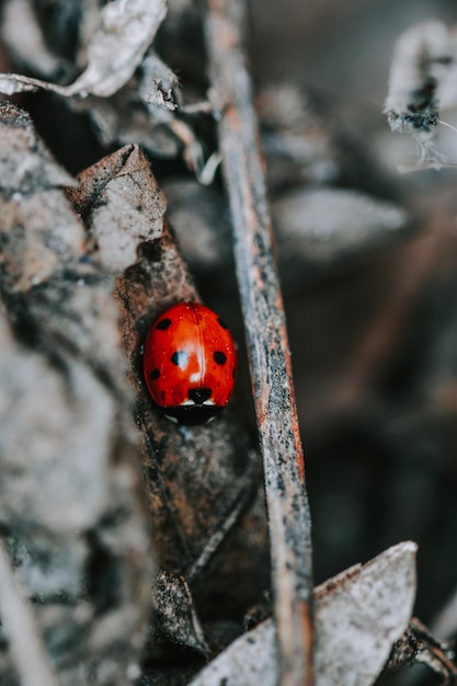 La verdadera historia de Ladybug de Terror