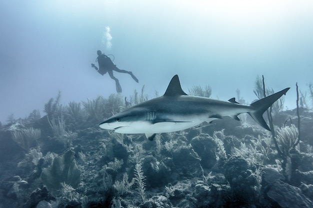 La verdadera historia de Megalodon