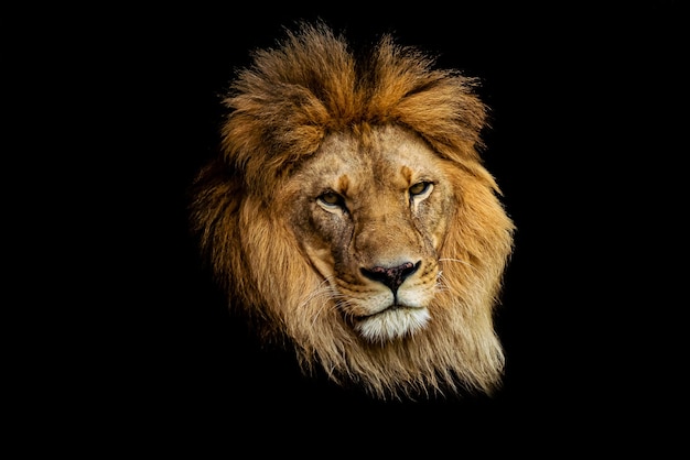 La verdadera historia de Narnia