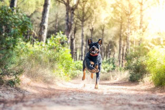 La verdadera historia de Perro Coraje