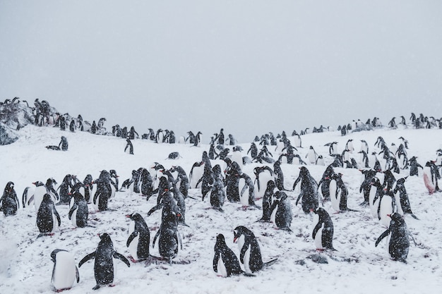 La verdadera historia de Pingu