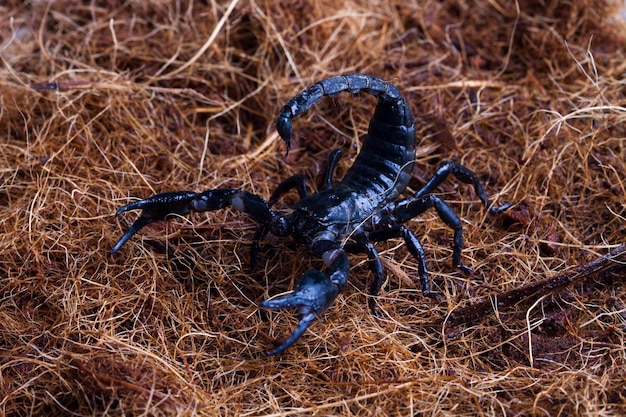 La verdadera historia de Scorpion y Sub Zero