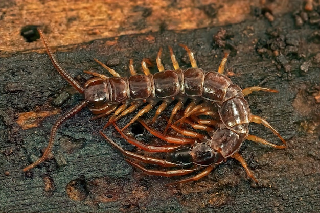 La verdadera historia de Scorpion