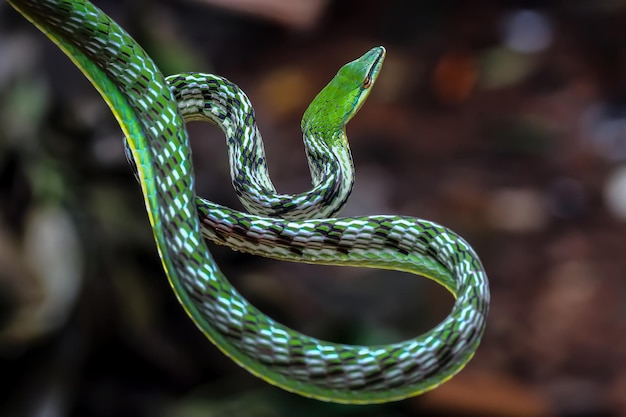La verdadera historia de Slither.io