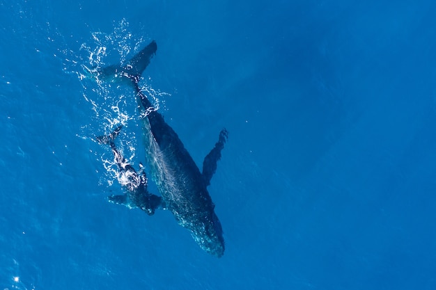 La verdadera historia de la Ballena Azul