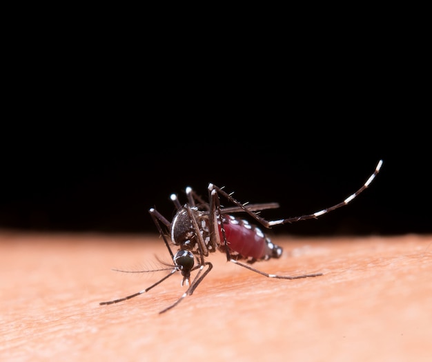 La verdadera historia de la Chikungunya