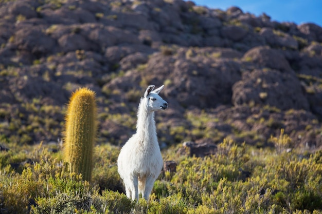 La verdadera historia de la Hombre en Llamas