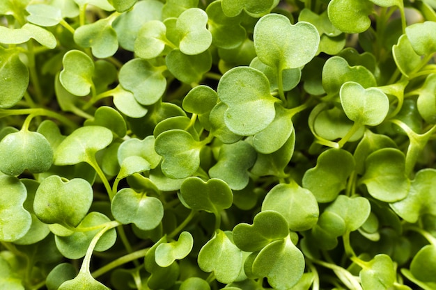 La verdadera historia de la Milla Verde