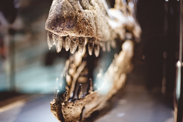 La verdadera historia de la extinción de los dinosaurios