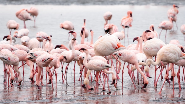 La verdadera historia de los flamencos