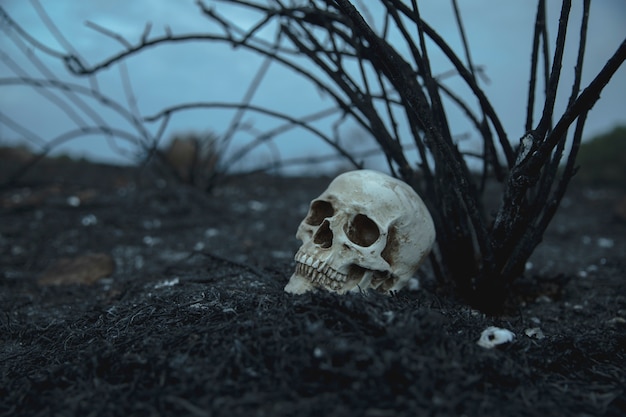 La verdadera historia de los muertos vivientes