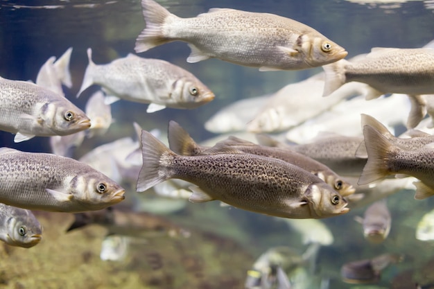 La verdadera historia de los peces blancos de Pátzcuaro