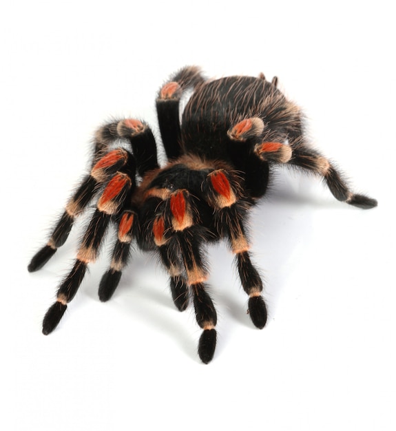 La verdadera historia del Hombre Araña