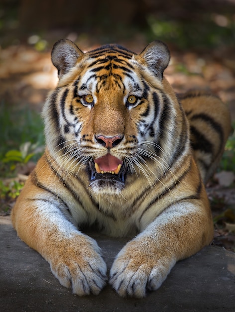 La verdadera historia del Tigre de Santa Julia
