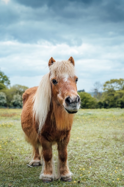 My Little Pony: más que juguetes