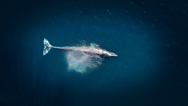 ¡Increíble! La historia nunca contada detrás de Moby Dick