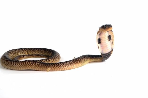 ¡Increíble! Lo que no sabías sobre Slither.io y su verdadera historia