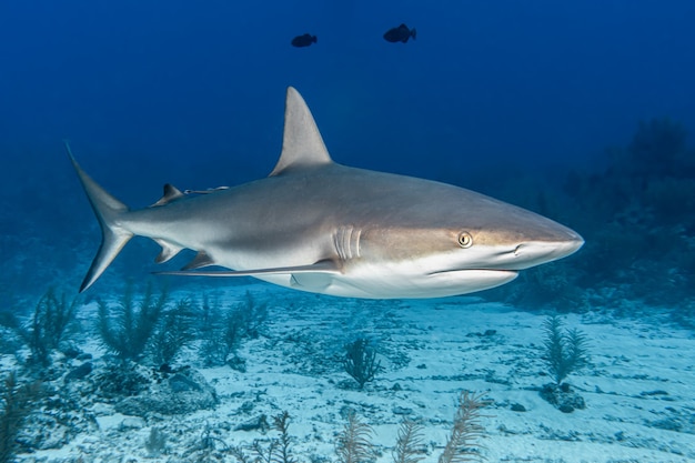 ¡No podrás creer la sorprendente verdad detrás de Baby Shark!