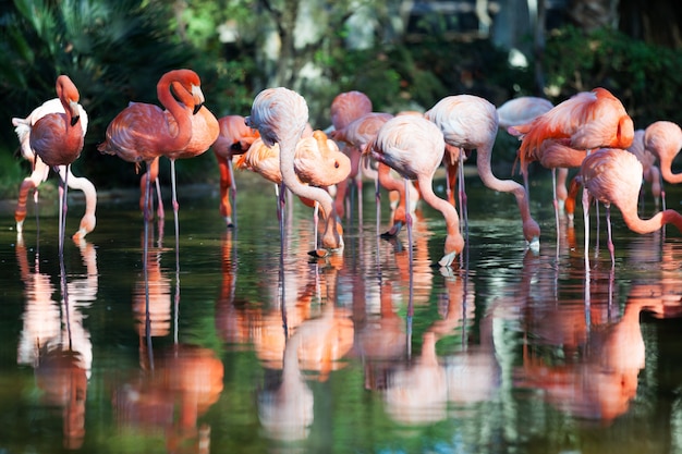 ¡Sorprendente! Lo que nunca te contaron sobre los flamencos