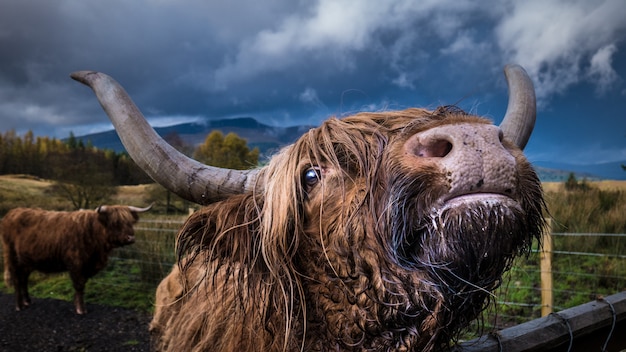 ¿Cabeza de Vaca, un héroe o un villano? Descubre la verdad detrás del conquistador español que cambió la historia de América.