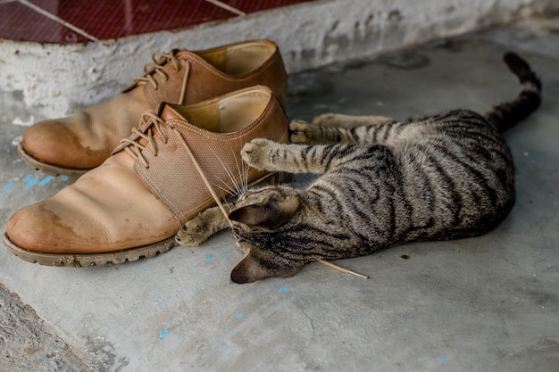 ¿Conoces la sorprendente historia detrás del famoso Gato con Botas?