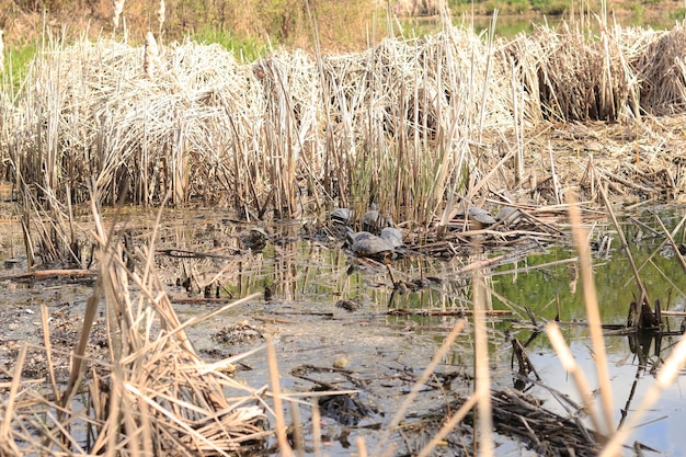 ¿Deberíamos preocuparnos por el impacto de Totoro en la preservación del medio ambiente?