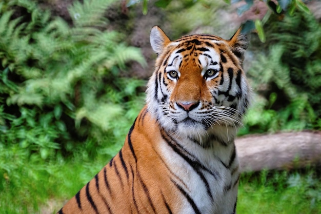 ¿Deberíamos preocuparnos por la existencia del Tigre de Santa Julia? Una reflexión sobre la conservación de especies.