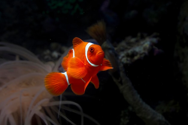 ¿Deberíamos seguir manteniendo peces como Nemo en cautiverio? Una reflexión sobre la conservación marina.